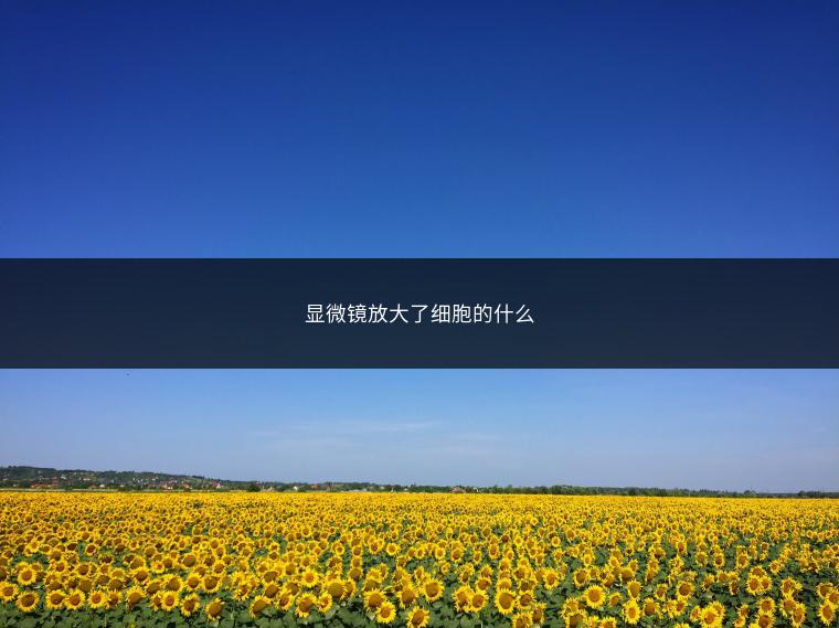 显微镜放大了细胞的什么
